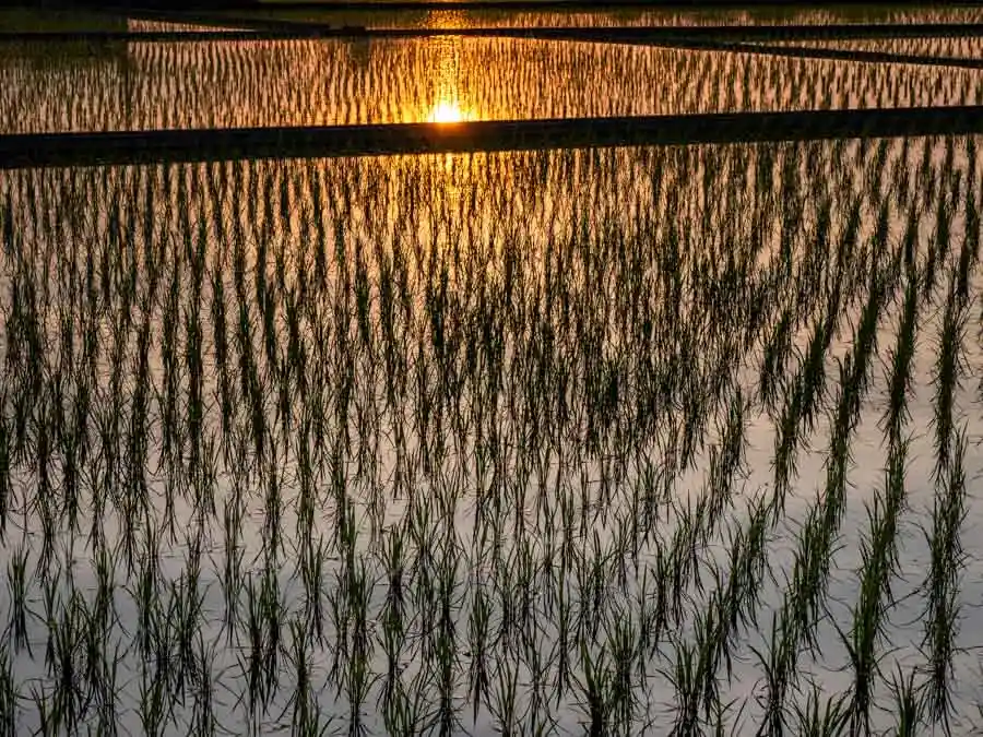 夕日に満たされる田んぼ